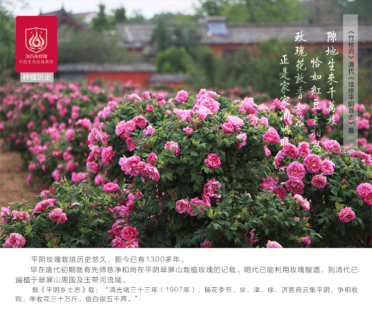 豐花玫瑰苗_02