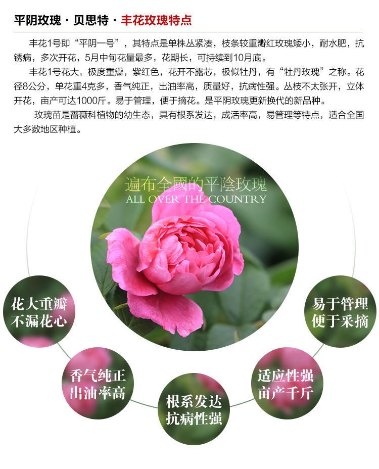 豐花玫瑰苗_04