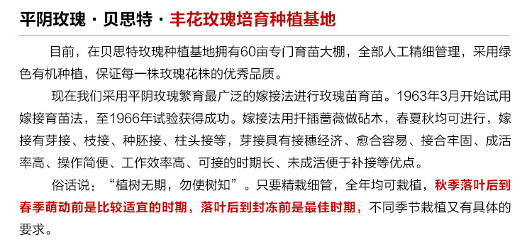 豐花玫瑰苗_07