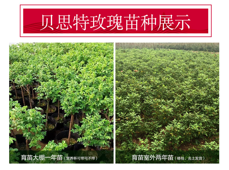 豐花玫瑰苗_10