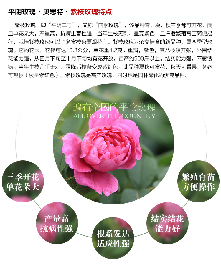 玫瑰苗_04