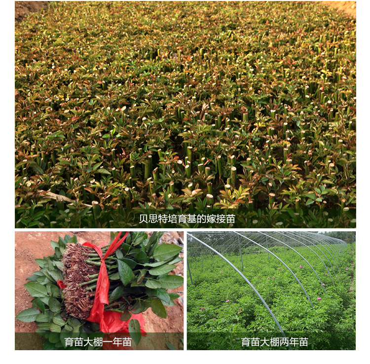 玫瑰苗_09