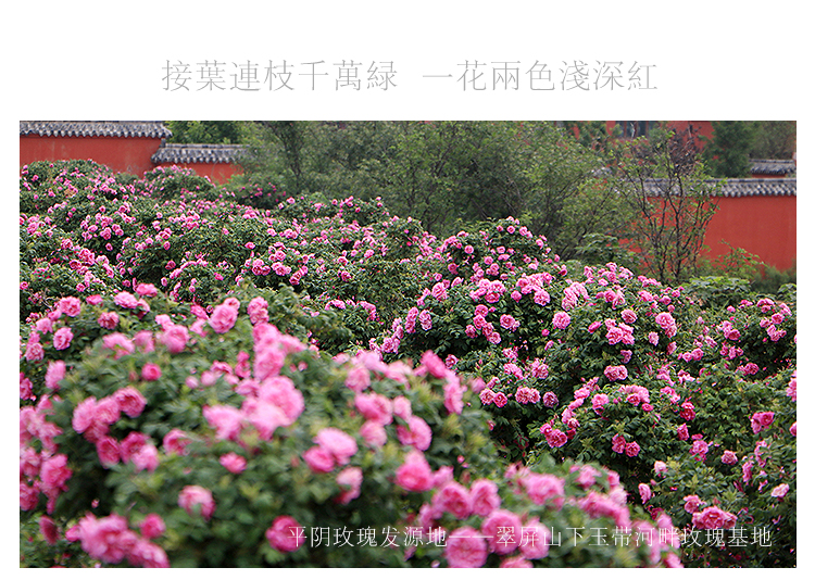 新花預(yù)售ok_07